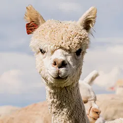 Alpaca