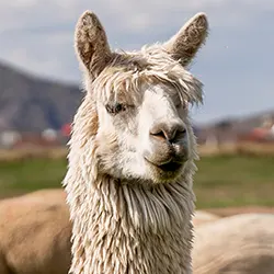 Alpaca