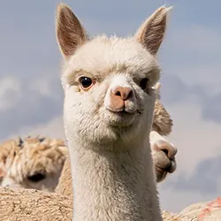 Alpaca