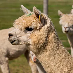 Alpaca