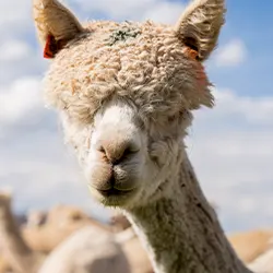 Alpaca