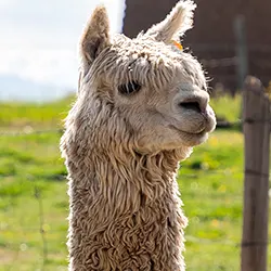 Alpaca